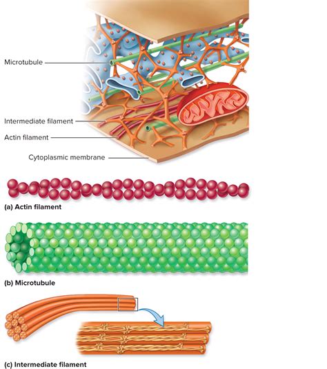 Cytoskeleton Cell Biology Study Biology Biology Facts