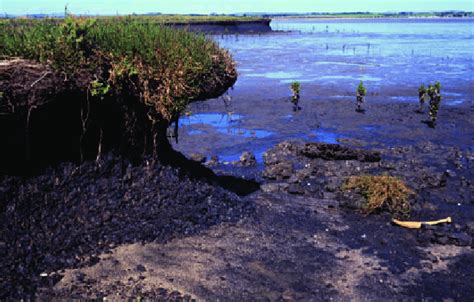 Coastal Erosion And Attempts At Remediation With Mangrove Plantings