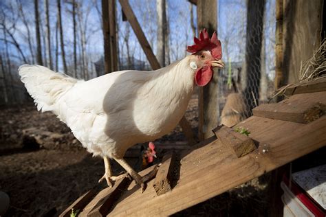 Backyard Chickens Risk Pathogen Spread Poultry Producer