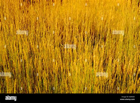 Natural Golden Grass Field Stock Photo Alamy