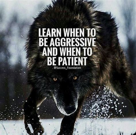24 Best Wolf Quotes Motivational Wolf Quote Images And Wolves Picture