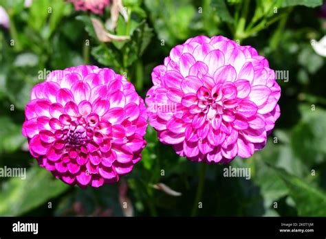 Beautiful Dahlia Garden Stock Photo Alamy