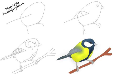 Как нарисовать птицу на ветке поэтапно