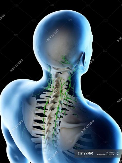 Lymph Nodes Of Male Neck And Head Computer Illustration — Concept