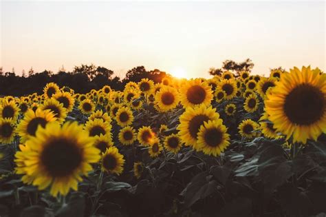 Search free floral aesthetic wallpapers on zedge and personalize your phone to suit you. Aesthetic Flower Desktop Wallpapers - Wallpaper Cave