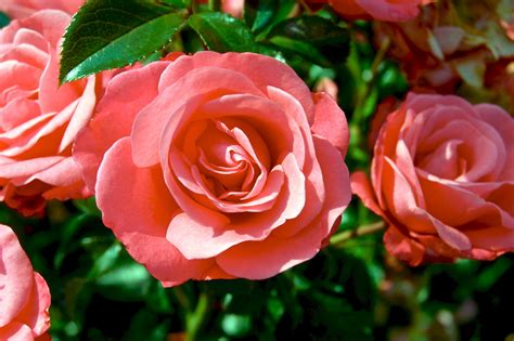 Beautiful Blooming Roses In The Garden Free Stock Photo Public Domain