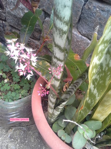 Flor Lingua De Sogra