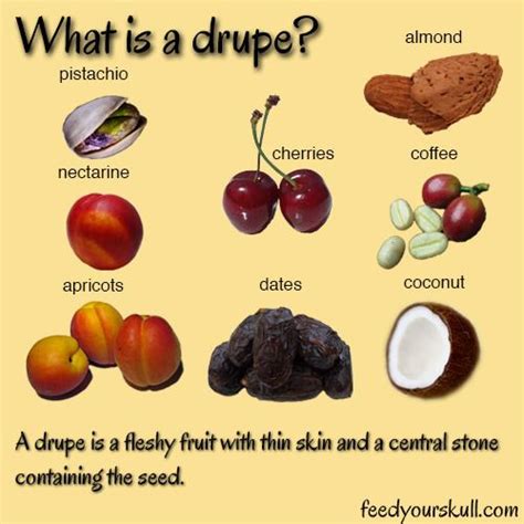 In Botany A Drupe Or Stone Fruit Is An Indehiscent Fruit In Which An
