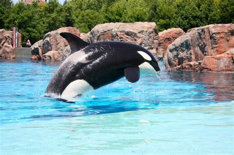 Marineland Niagara Falls Whale Places To Visit Visiting Animals