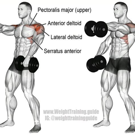 Alternating Dumbbell Front Raise Exercise How To Workout Trainer By