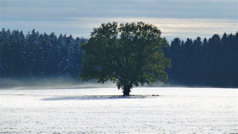Poze Copac Natură Pustie Munte Zăpadă Iarnă Ceaţă Lumina