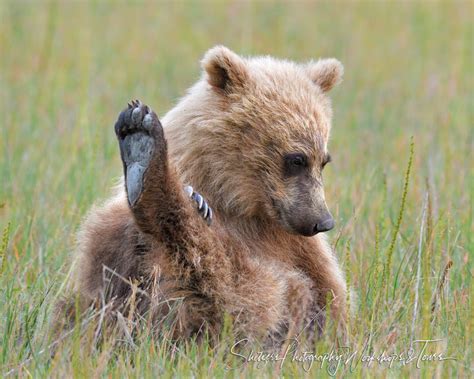 Bear Yoga Shetzers Photography