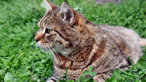 After researching the needs of senior cats and studying the market, we've chosen feline natural chicken & venison feast as the best cat food for senior cats. Best Senior Cat Food | Ranked for 2019