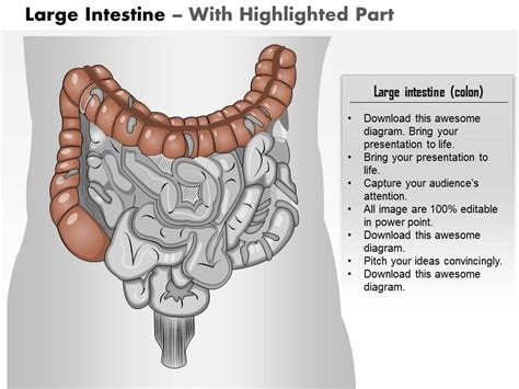 Pictures Of Large Intestine Large Intestine Stock Photos And Images