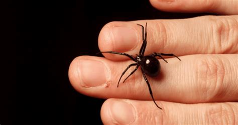 Male Black Widow Spiders Tend To Select Their Mates By Determining If The Female Has Eaten