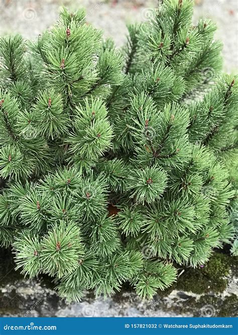 Pinus Aristata Or Rocky Mountain Bristlecone Pine Stock Photo Image