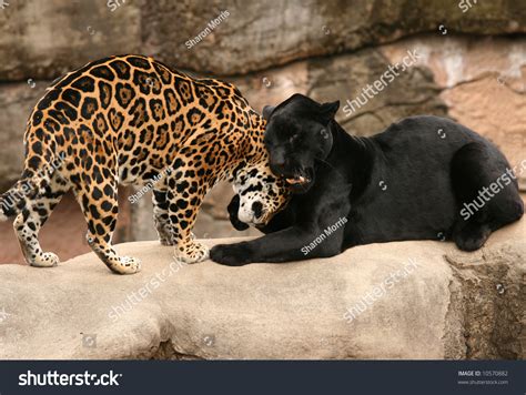 Black Spotted Jaguars Stock Photo 10570882 Shutterstock