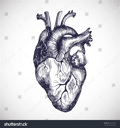 Cartoon Human Heart Clip Art