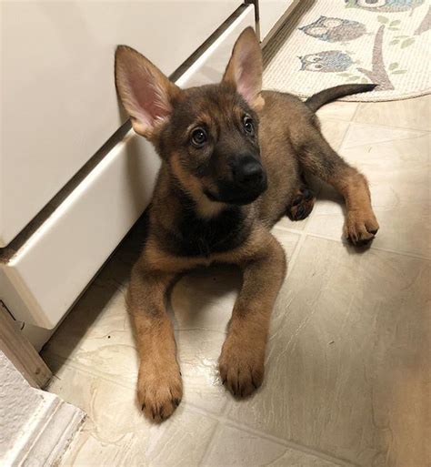 Germanshepherd Puppy Patiently Waiting For Dinner Dogs Puppies