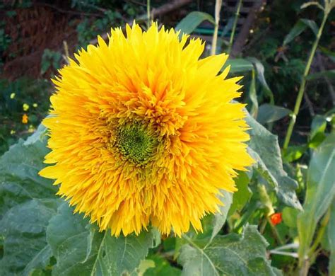 Helianthus Annuus Goldy Common Sunflower