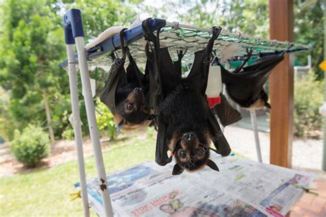 Spectacled Flying Fox Babies Hanging In Their Nursery Stock Image