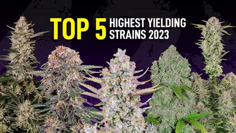 The Top 5 High Yielding Auto Flowering Strains For Your Cannabis Garden