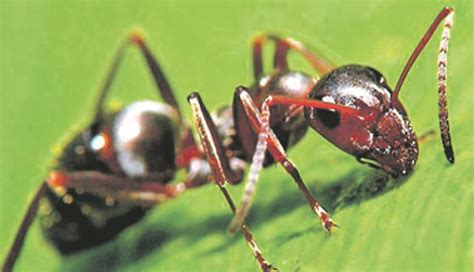 Mas assim que deitou o curumim nas tiriricas, tajás e trapoerabas da serrapilheira, ele botou corpo num átimo e ficou um príncipe lindo. Saúva - Espécies e Pragas | Animais - Cultura Mix