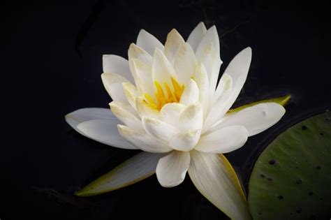 Water Lily Blossom Nymphaeaceaeoc