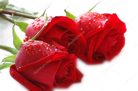 Three Roses With Water Drops Stock Photo By ©elnur 2685553