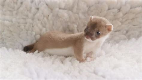 A Baby Stoat Explores Its New Home Cbbc Bbc