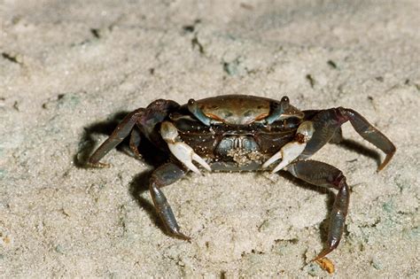 Fiddler Crabs Characteristics Nutrition Curiosities And More