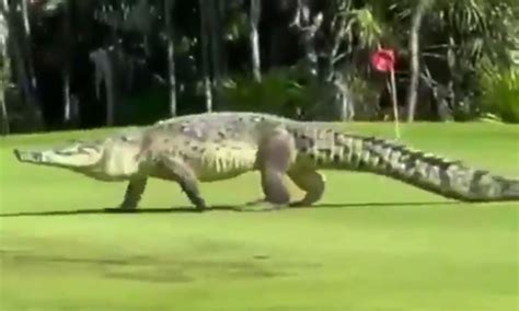 Video 15 Foot Giant Crocodile Casually Strolls A Golf Course In Mexico