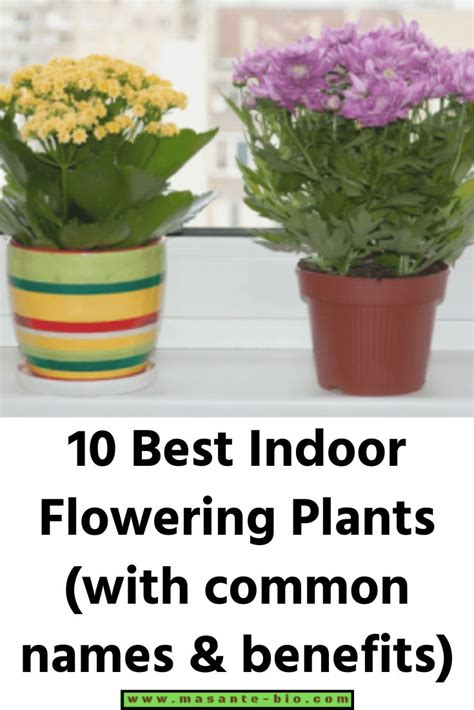 10 Best Indoor Flowering Plants With Common Names
