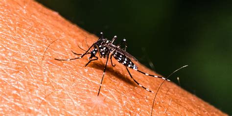 Aumenta Propagación Y Muertes Por Dengue