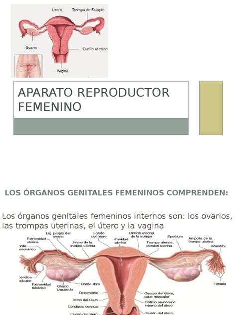 Aparato Reproductor Femenino Uterus Labia