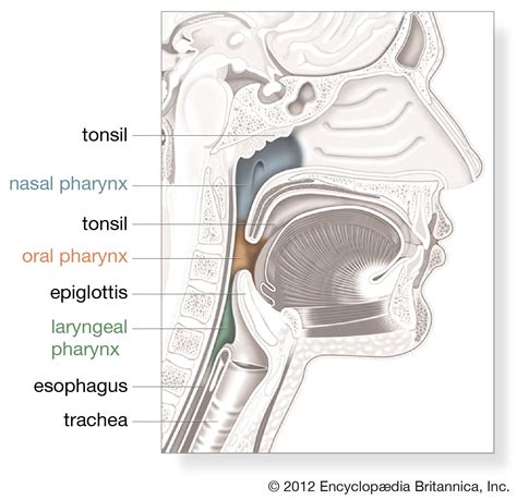 Mouth And Pharynx Anatomy Porn Sex Picture