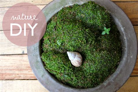 Make Your Own Moss Garden Little Green Dot