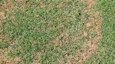 Zoysia grass is a popular grass type grown in lawns throughout the transition zone of the united states (from northern georgia to southern illinois). Large Patch fungus in zoysia grass - YouTube