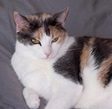 You can read more about our rehoming process here. Grapenut - Gorgeous Calico Cat Found Home in Houston - Pet ...