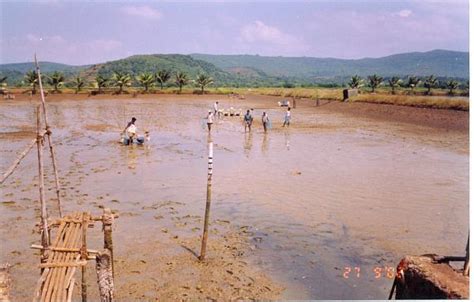 In 1999, after the discovery of the two muto 'spores', the hatched male muto burrowed to janjira, the nearest source of radiation. Taj Fisheries Aquaculture Farm