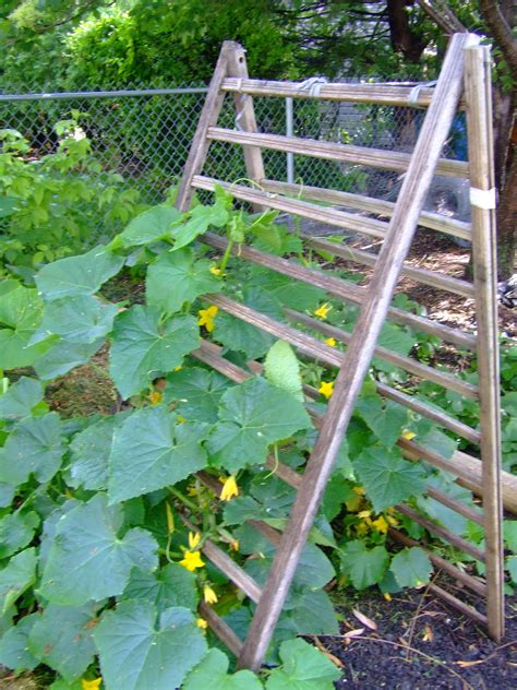 As they are climbing vines, you have to choose a spot that provides them the right support to grow. The Full Circle Gardener: Vertical Gardening: Trellis training