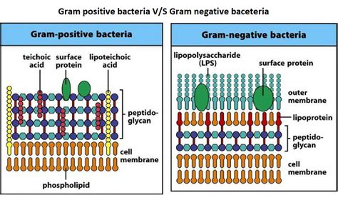 Ejemplos De Bacterias Gram Positivas Y Gram Negativas Nuevo Ejemplo