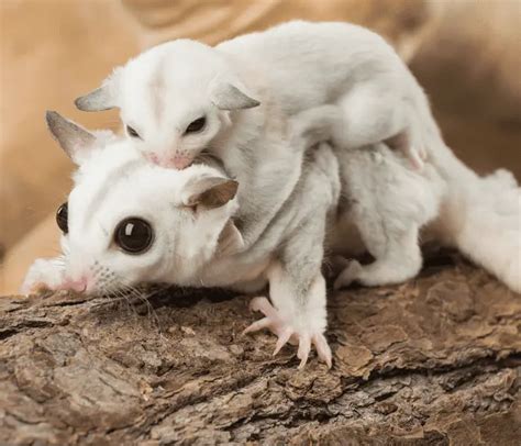 Why Do Sugar Gliders Eat Their Young Pet Vet Tips