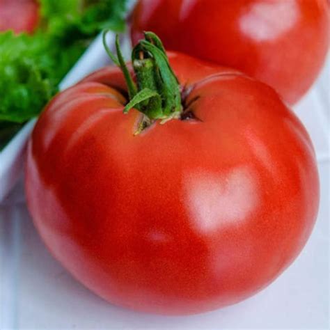 Marglobe Tomato Seeds Disease Resistant High Yielder Etsy Tomato