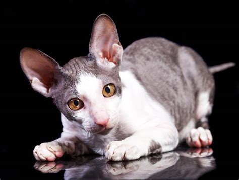 11 Interesting Cat Breeds You Will Surely Fall In Love With Buzzinph