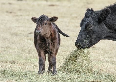 Mother Black Cow And Brown Calf Photograph By Jennie Marie Schell Pixels