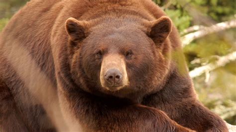 What Are The Different Types Of Bears