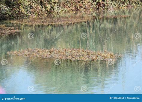 Lake And Flora Stock Image Image Of Lakes Reflection 106662363
