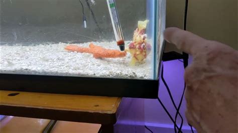 Feeding Wartskin Angler Fish Frogfish Eats Grass Shrimp Youtube