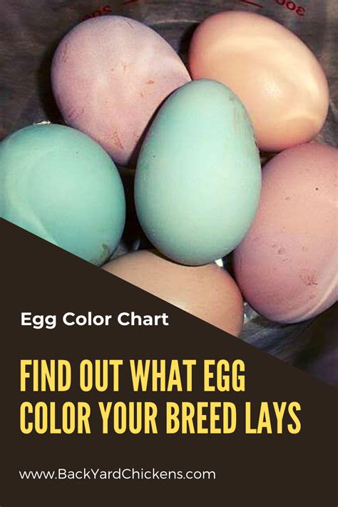 Identification Chicken Breed Egg Color Chart